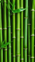 Fototapeta premium A close-up view of vibrant green bamboo stalks showcasing their natural beauty and texture, ideal for nature-inspired designs.