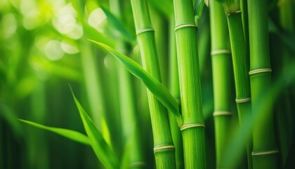 Fototapeta premium Close-up of vibrant green bamboo stalks, showcasing their natural texture and color, perfect for nature and plant-themed content.