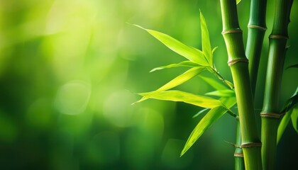 Fototapeta premium Lush green bamboo with vibrant leaves, creating a serene and calming natural atmosphere perfect for relaxation.