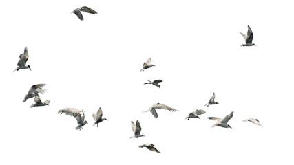 Flock of birds flying isolated on white background. This has clipping path.