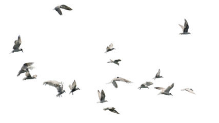 Flock of birds flying isolated on white background. This has clipping path.