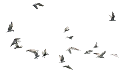 Flock of birds flying isolated on white background. This has clipping path.