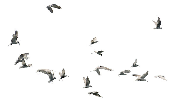 Flock of birds flying isolated on white background. This has clipping path.