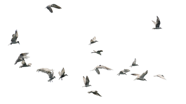 Flock of birds flying isolated on white background. This has clipping path.
