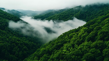 Aerial view of a lush green forest enveloped in mist, showcasing the serene beauty of nature in the mountains.