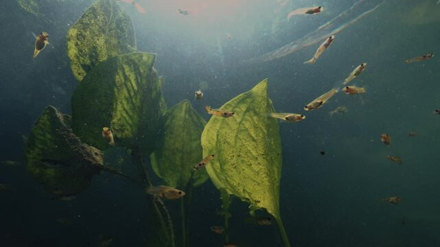 Underwater scene featuring small fish like guppies, gouramis, and mollies peacefully foraging in a pool. Mesmerizing view captures the serene beauty of aquatic life in motion.