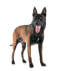 malinois in studio