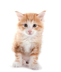 young Kurilian Bobtail in studio