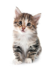 young Kurilian Bobtail in studio