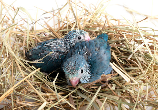 young Pacific parrotlet in studio