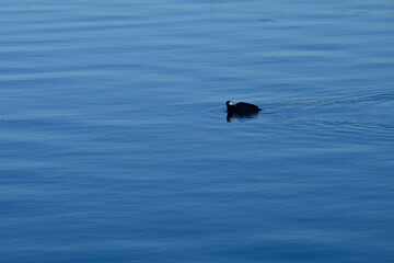 Fulica atra, bird, water, blue, black, white, Eurasia coot, waterbird, freshwater lakes, ponds, marshes, omnivorous, feeding, cooing