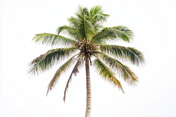 Top of coconut tree isolated on white background, Palm tree with tall trunk and dry leaf.