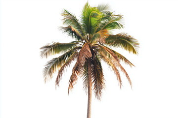 Top of coconut tree isolated on white background, Palm tree with tall trunk and dry leaf.
