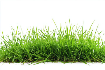 Fototapeta premium Grass field isolated on white background, Green grass bush on white. 