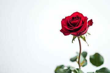 Fototapeta premium Rose with red petal isolated on white background, Selective focus red flower.