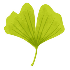 青葉のイチョウ　水彩風手描きイラスト