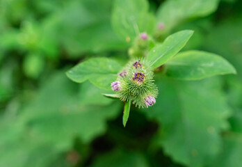 spiked burdock flower lilac on a blurred background of grass
