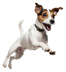 PNG Ack Russell terrier mammal animal hound.
