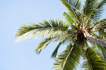 Fototapeta premium Palm trees on the blue sky background