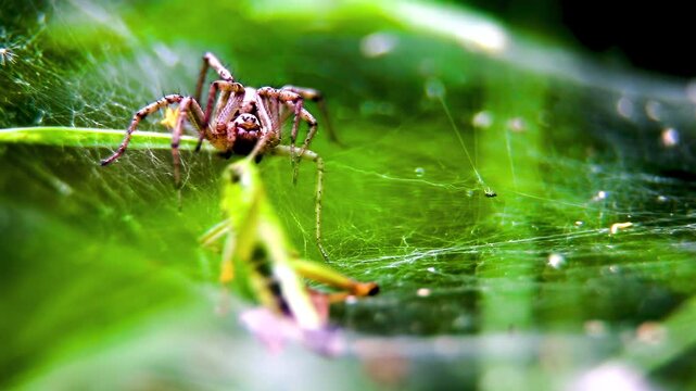 A spider attacks and paralyses a green grasshopper in its web. A wolf spider (Lycosidae) in its web.