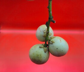 Close-up of Hand holding burmese grape or rambai. Burmese grape isolated..