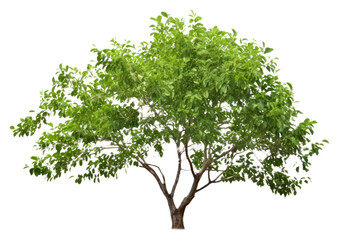 PNG Gum tree plant leaf white background.