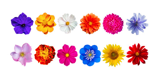 Set of beautiful summer garden flowers isolated on white background.