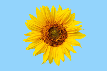 Naklejka premium Yellow sunflower flower isolated on blue.
