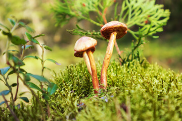 Fototapeta premium Mushrooms false honey fungus grows in moss.