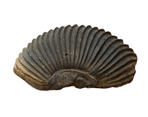 fossil of Ammonite in the stone on white, isolated © wlad074