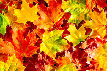 Background of colored fallen maple leaves.