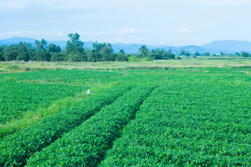 bean garden in thailand ariculture Asia