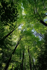 Sunlight filters through the lush green forest canopy, offering a tranquil and expansive view from the forest floor.