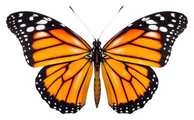 Fototapeta premium PNG Butterfly animal insect invertebrate.