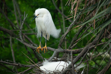 Snowy Egret in a tree