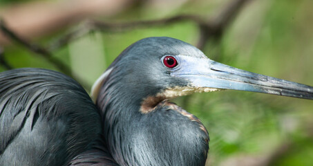 Heron in nature