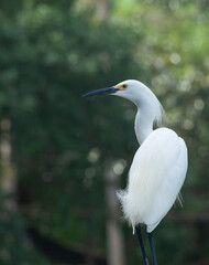 Snowy Egret in a tree