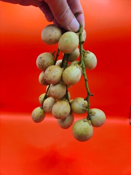 Close-up of Hand holding burmese grape or rambai. Burmese grape isolated..