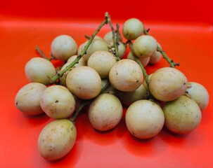 Close-up of Hand holding burmese grape or rambai. Burmese grape isolated..