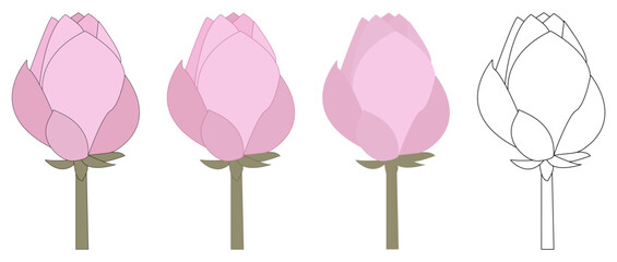 A pink peony flower illustration. A pink peony in different styles. An isolated peony flower.