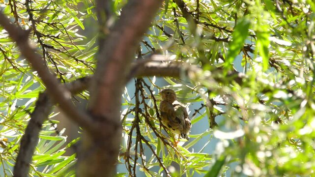 A pretty female Linnet, Linaria cannabina, sitting on Bush