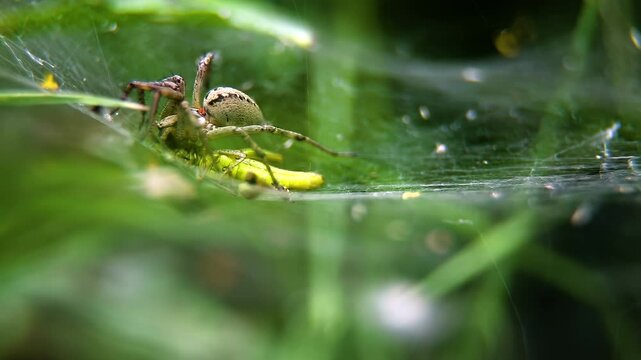 A spider attacks and paralyzes a green grasshopper in its web. A wolf spider (Lycosidae) in its web.
