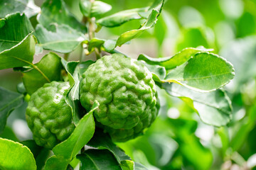 Bergamot, Fresh green bergamot fruit hanging from branch. bergamot tree garden and healthy food concept, group of bergamot,Bergamot medicinal plants with many