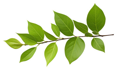 Fototapeta premium PNG Jasmine leaf plant tree white background.