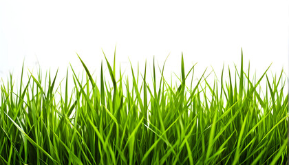 Obraz premium green grass isolated on white