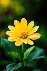 Obraz premium Close-up of a vibrant yellow daisy in full bloom, set against a lush green blurred background, capturing the beauty of nature and simplicity.