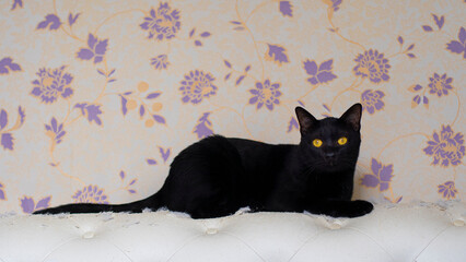 Black color cats scratching leather bed. domestic cats living in bedroom.