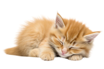 Fototapeta premium Cute, fluffy, sleeping kitten on a white background
