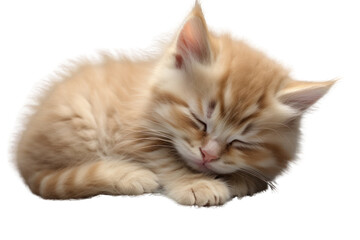 Obraz premium Cute, fluffy, sleeping kitten on a white background