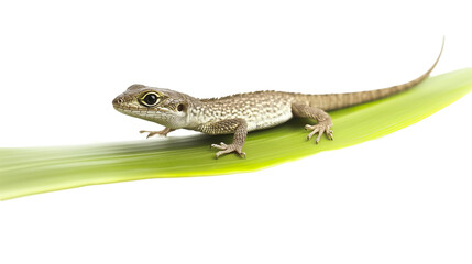 Fototapeta premium lizard on green leaf isolated on transparent background